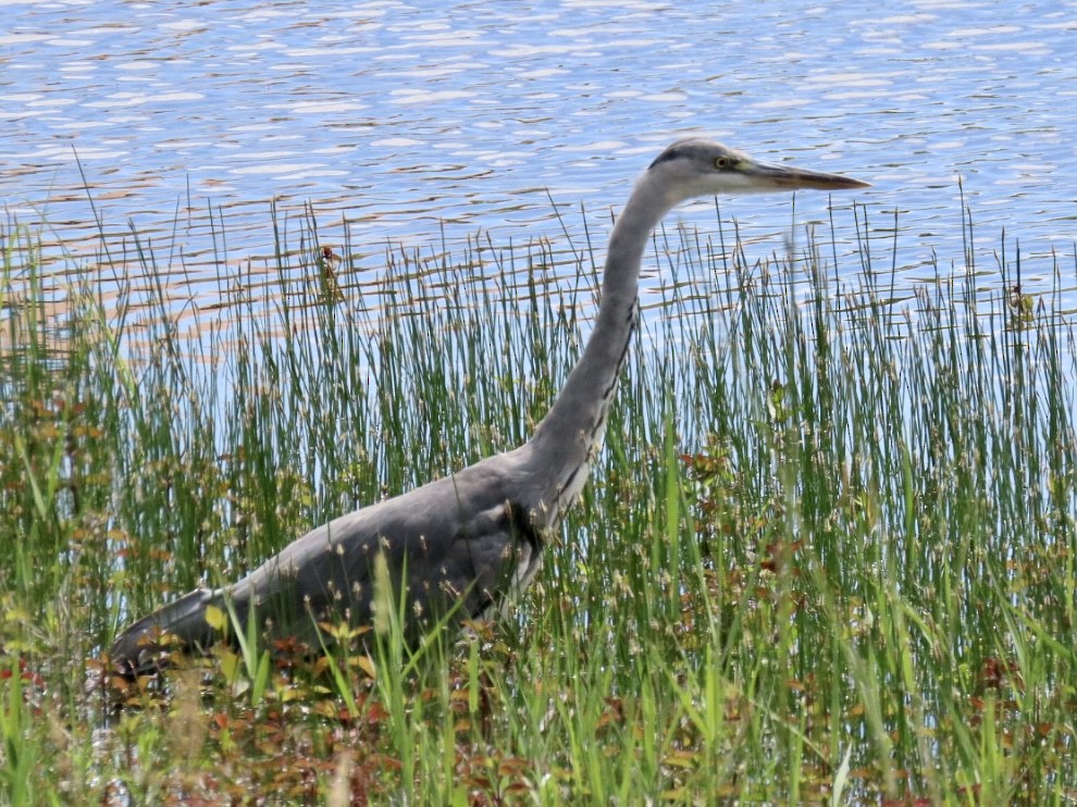 Gray Heron - ML620497649