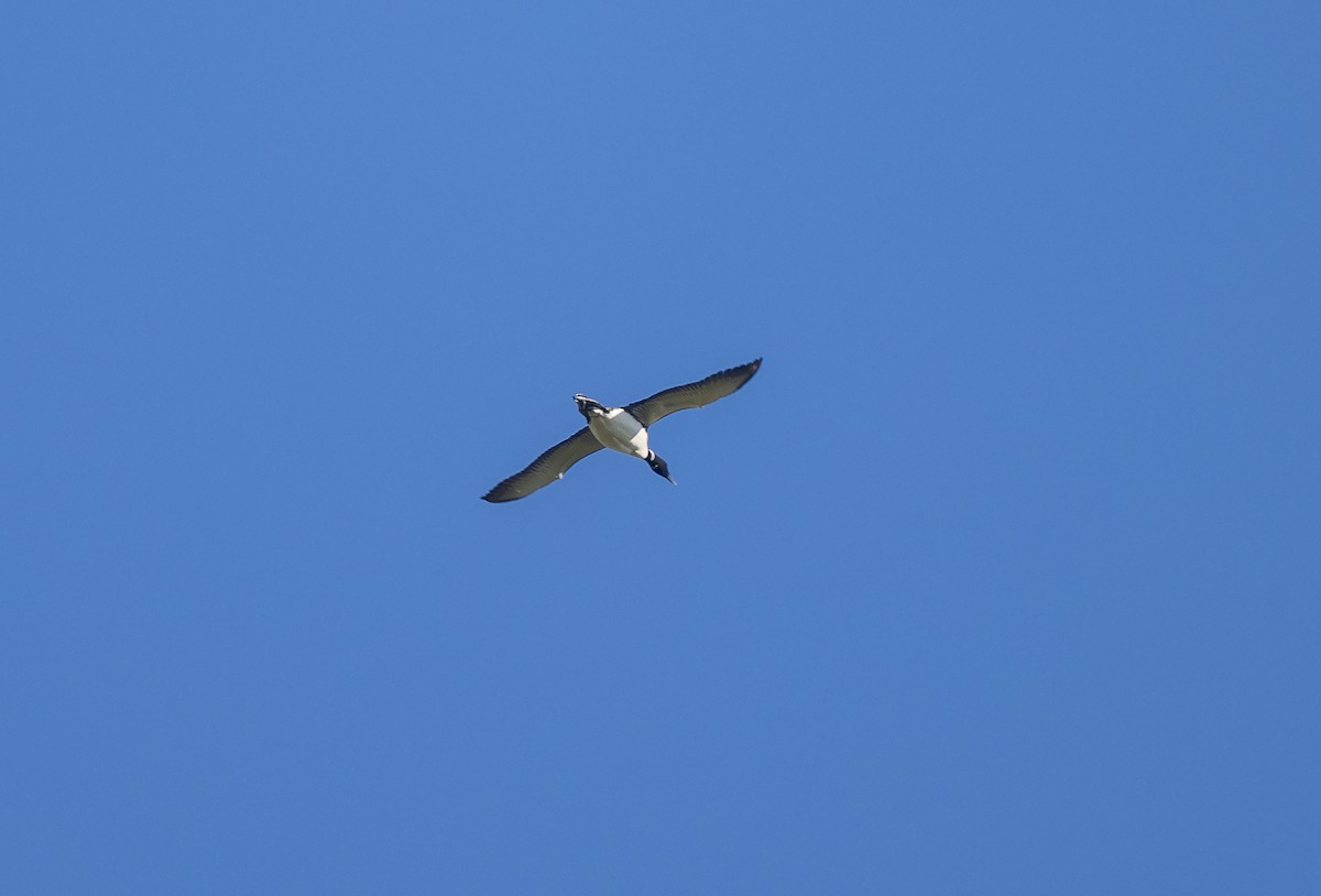 Common Loon - ML620497650