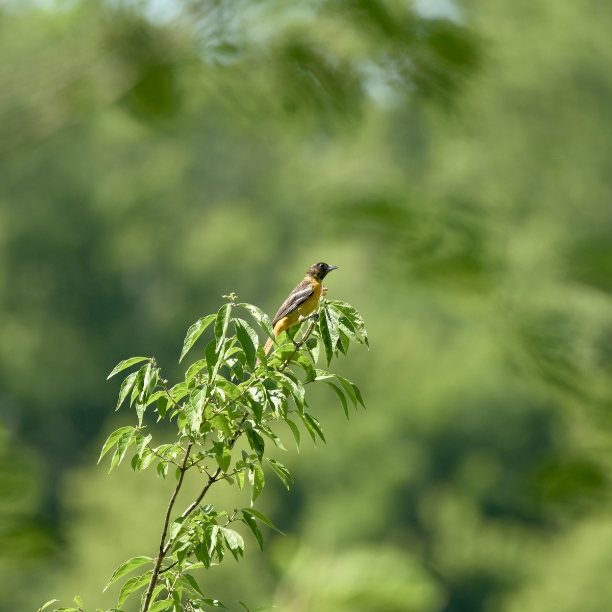 Oriole de Baltimore - ML620497651