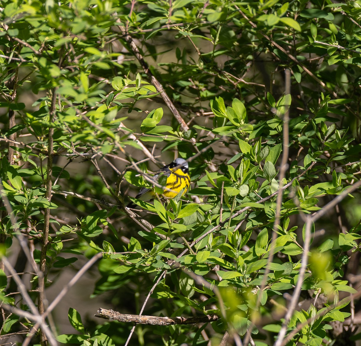 Magnolia Warbler - ML620497652