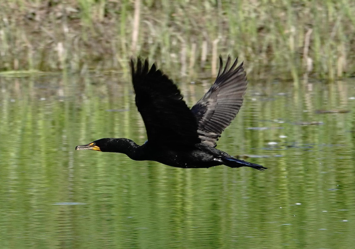 Cormoran à aigrettes - ML620497653