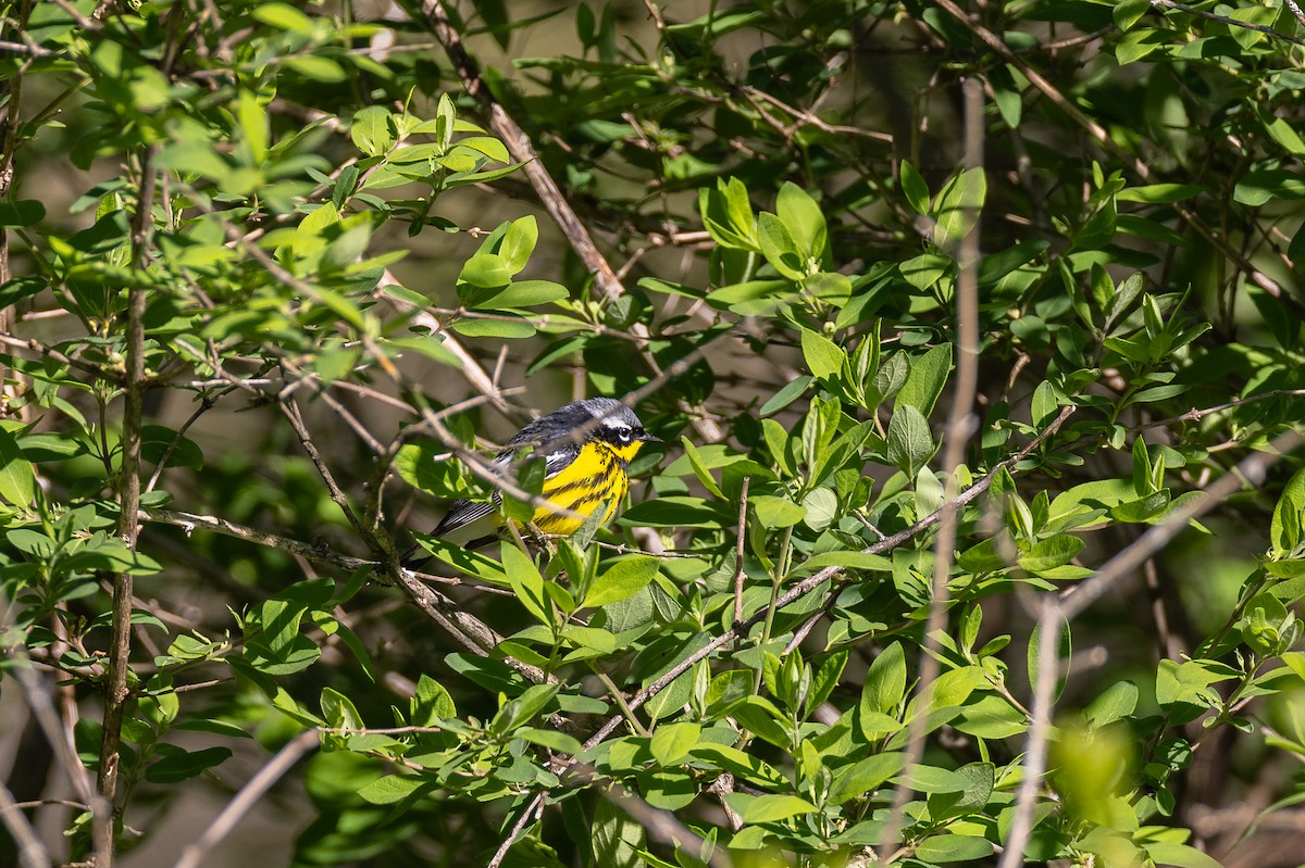 Magnolia Warbler - ML620497654