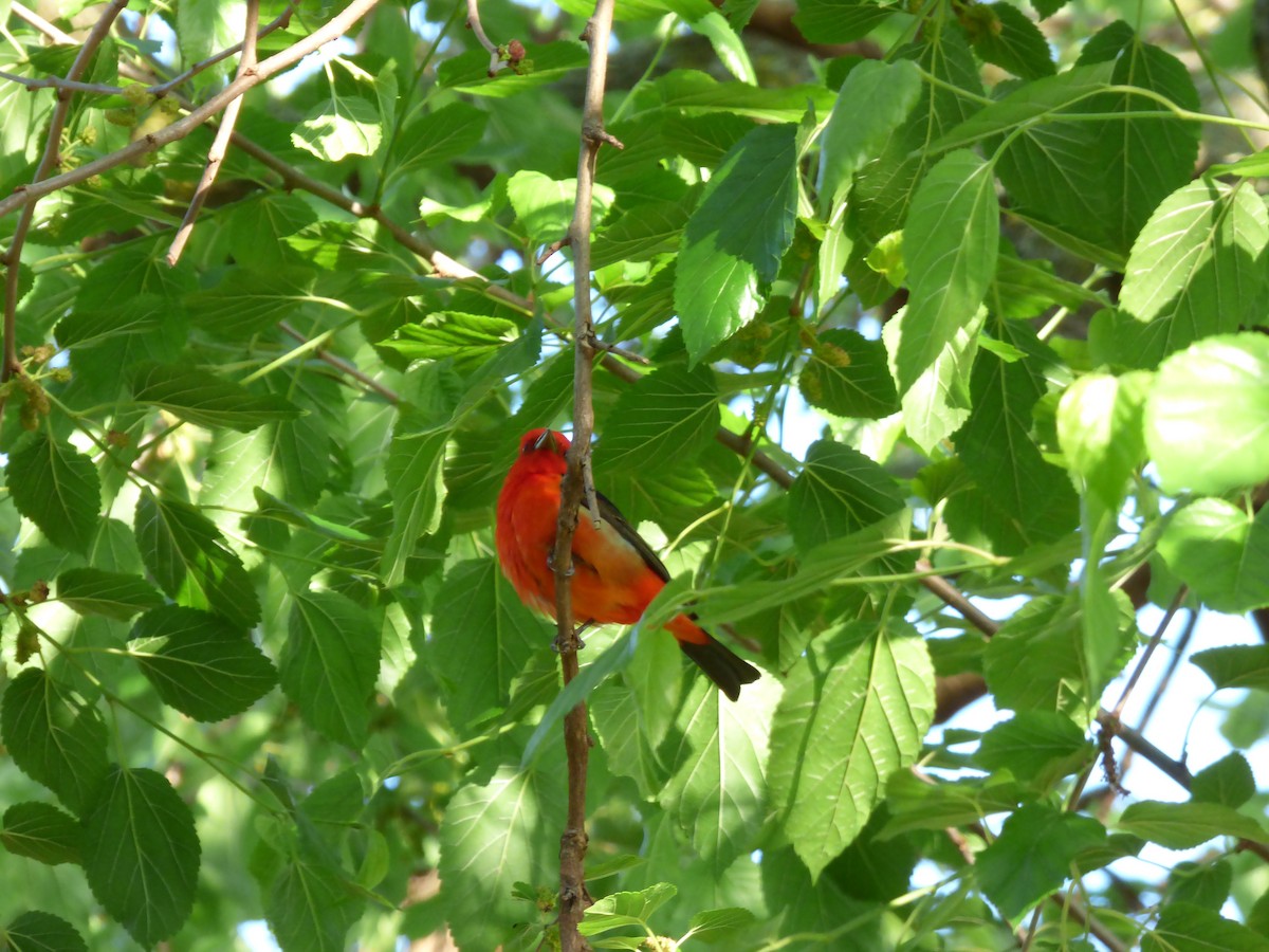 Scarlet Tanager - Karina Ramkalawan