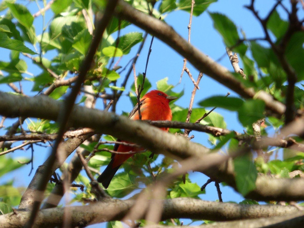 Scarlet Tanager - ML620497656