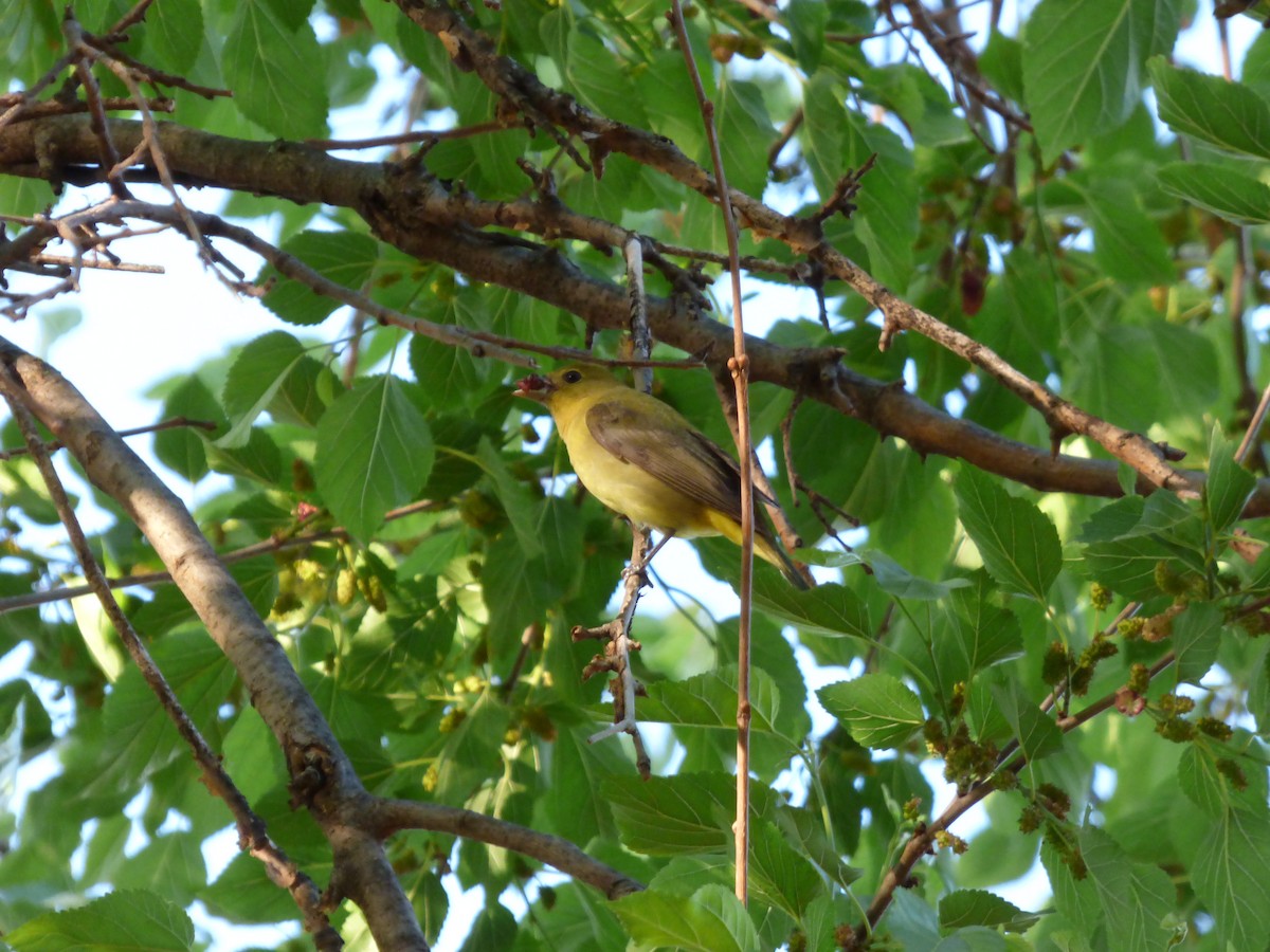 Scarlet Tanager - ML620497658