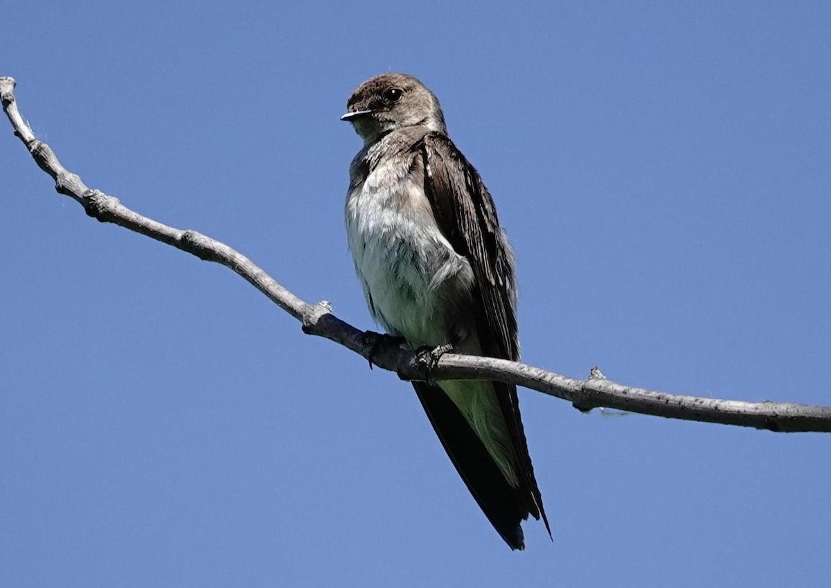 Northern Rough-winged Swallow - ML620497660