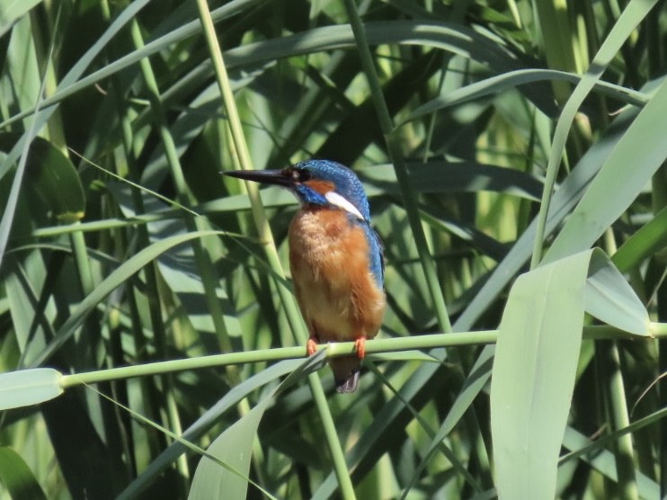 Common Kingfisher - ML620497664