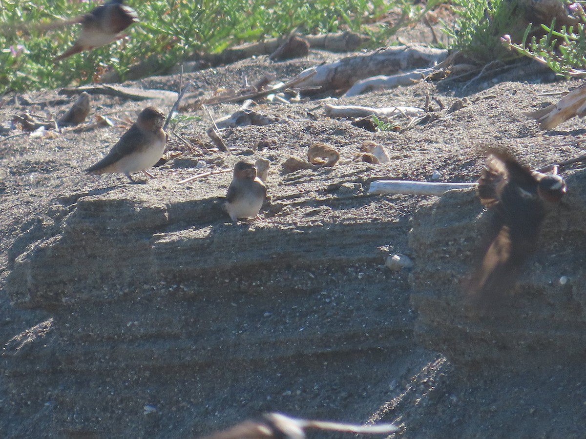 Cliff Swallow - ML620497665