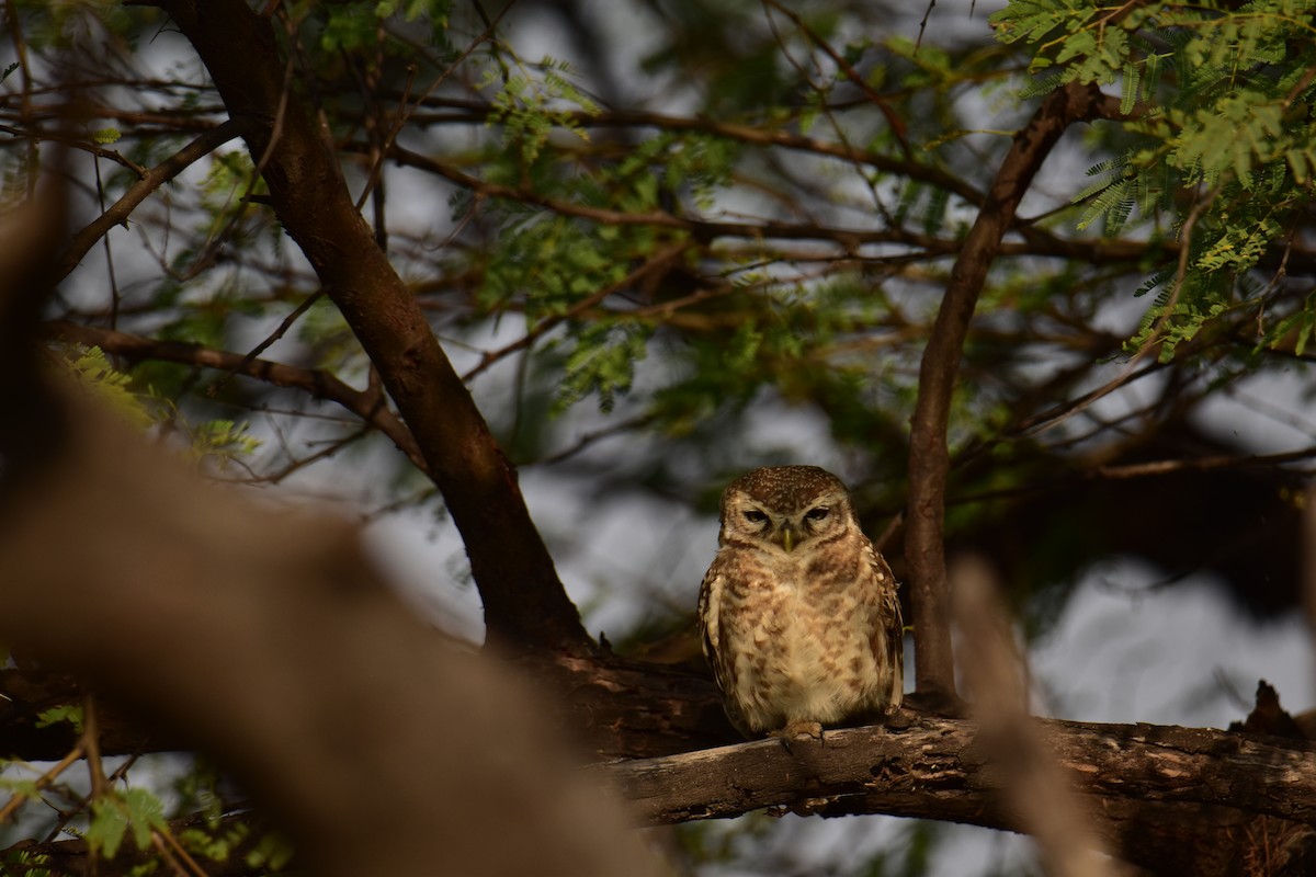 Spotted Owlet - ML620497666