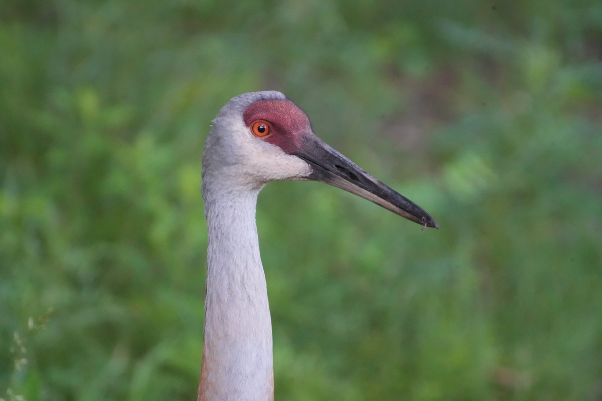 Sandhill Crane - ML620497667