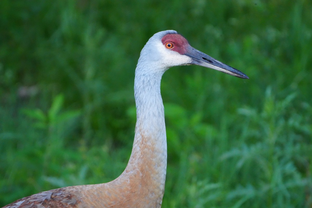 Sandhill Crane - ML620497668