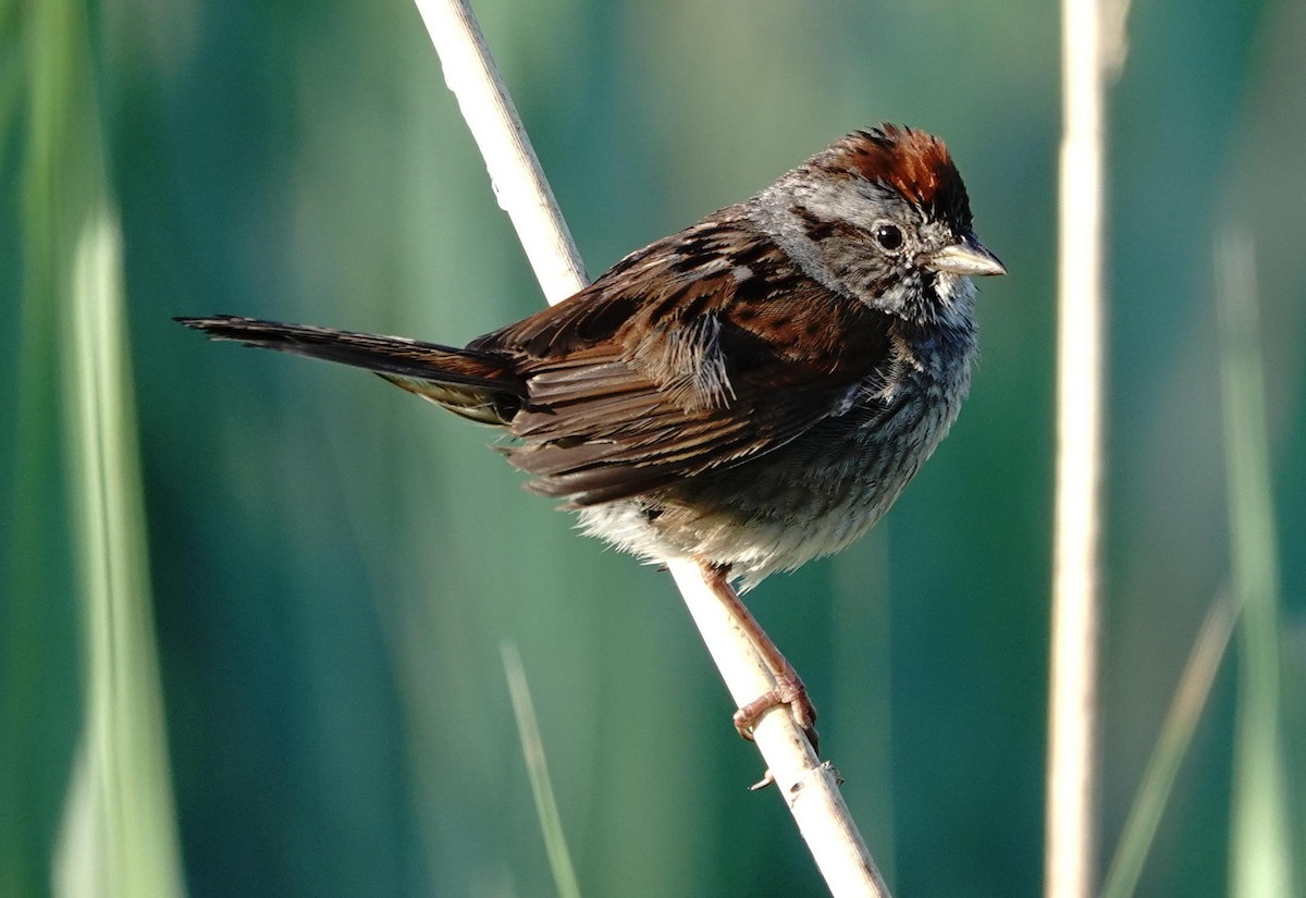 Swamp Sparrow - ML620497669