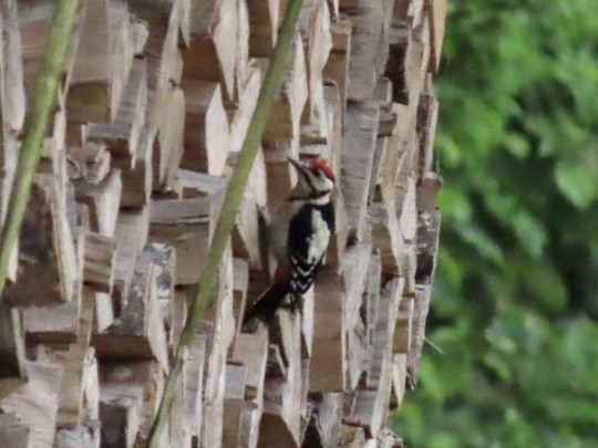 Middle Spotted Woodpecker - ML620497670