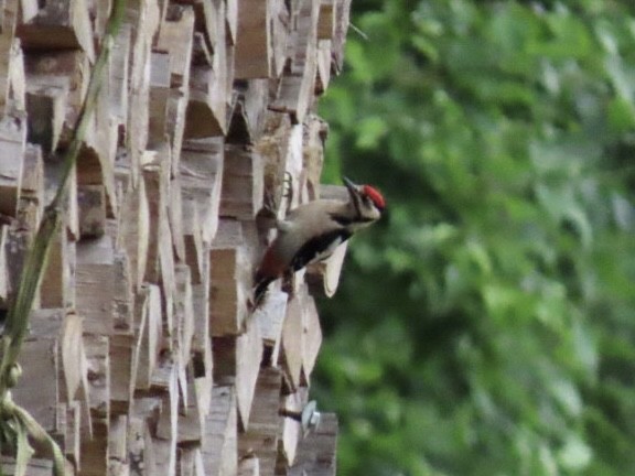 Great Spotted Woodpecker - ML620497671