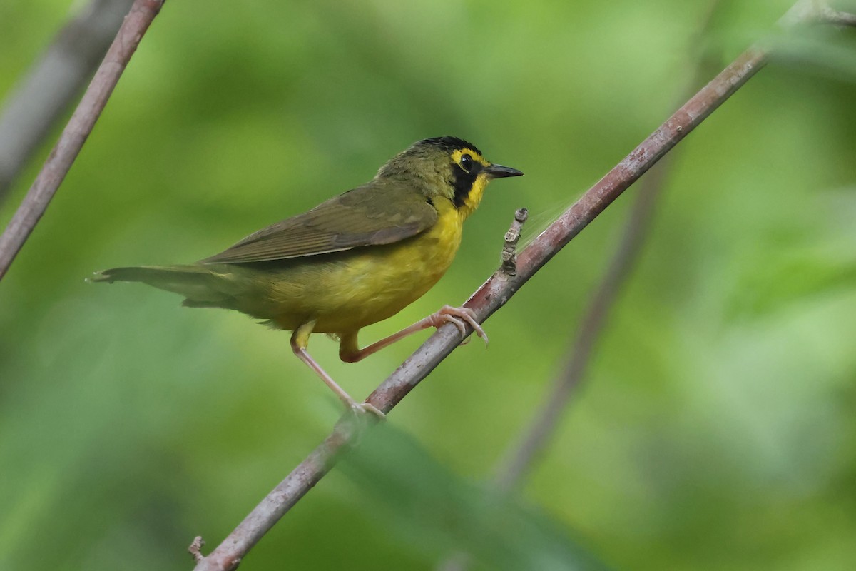 Kentucky Warbler - ML620497672