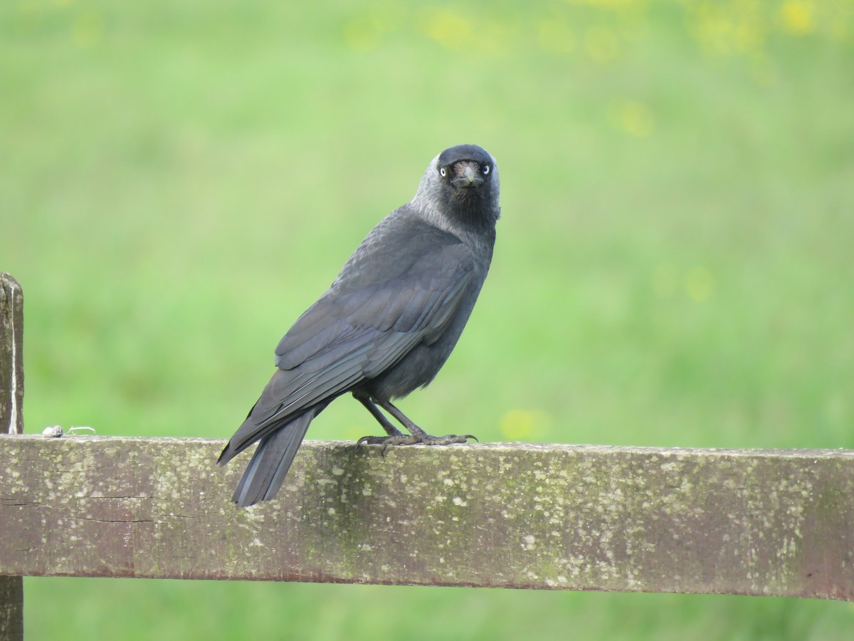 Eurasian Jackdaw - ML620497674