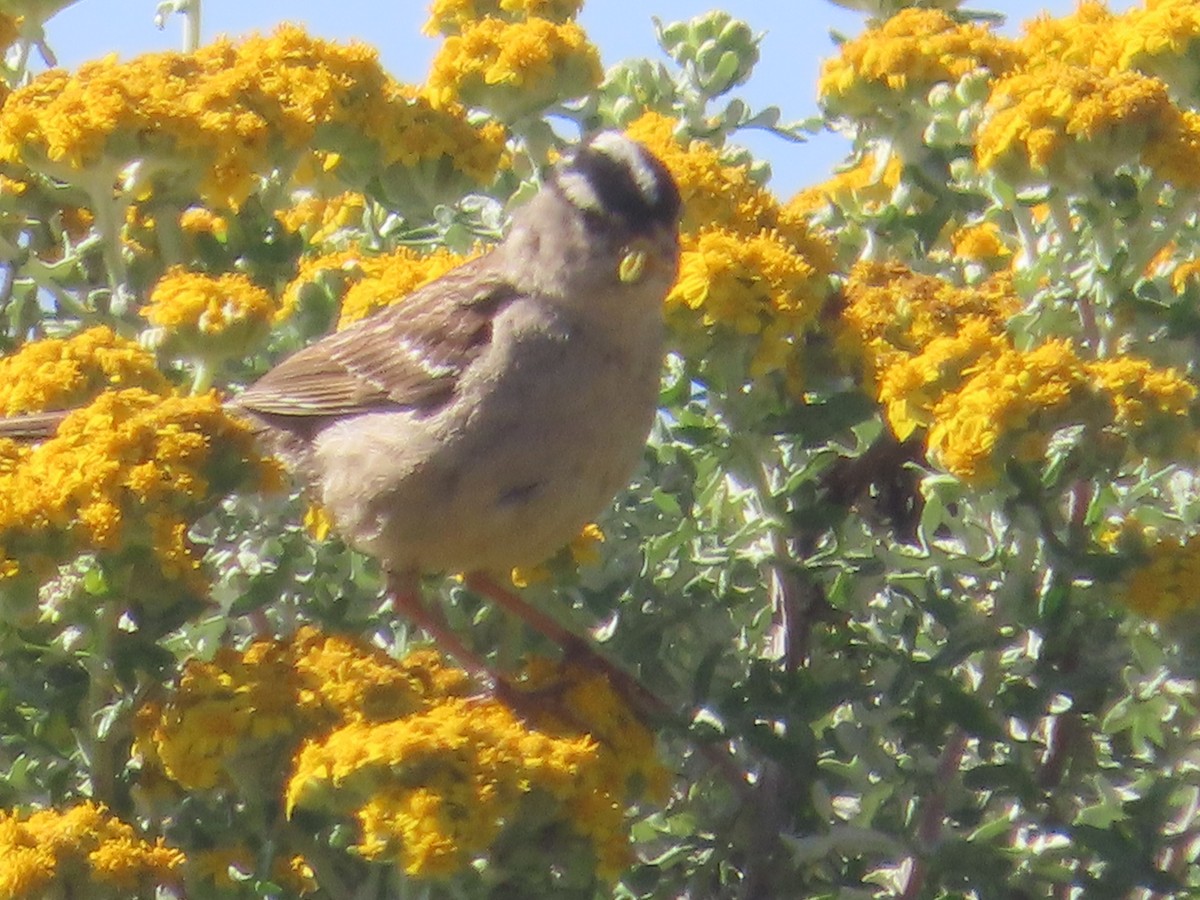 Bruant à couronne blanche - ML620497676