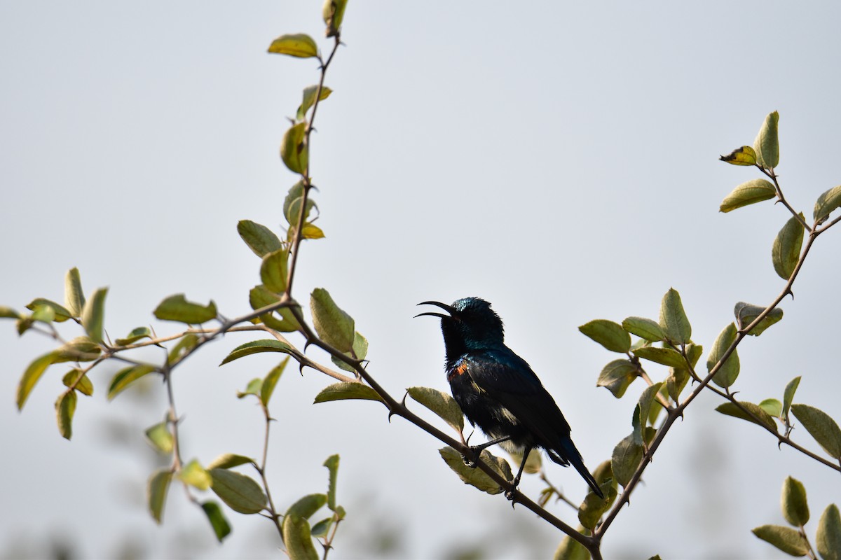 Purple Sunbird - Anupam Dutta