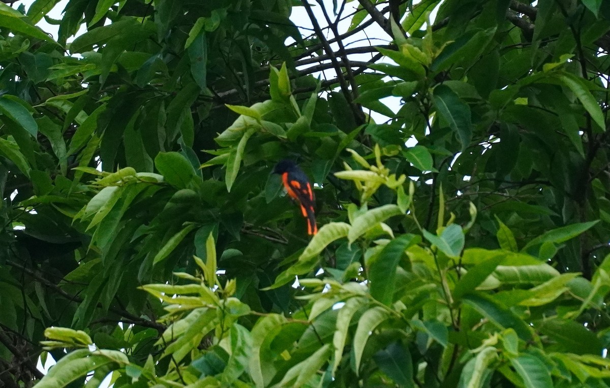 Orange Minivet - ML620497681