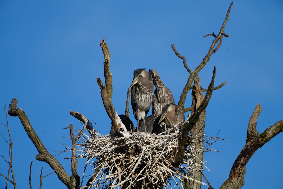 Great Blue Heron - ML620497683