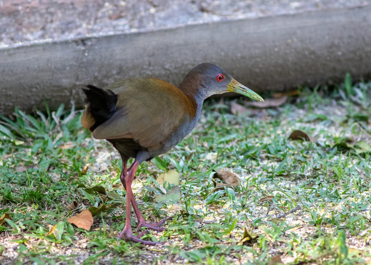 Slaty-breasted Wood-Rail - ML620497687