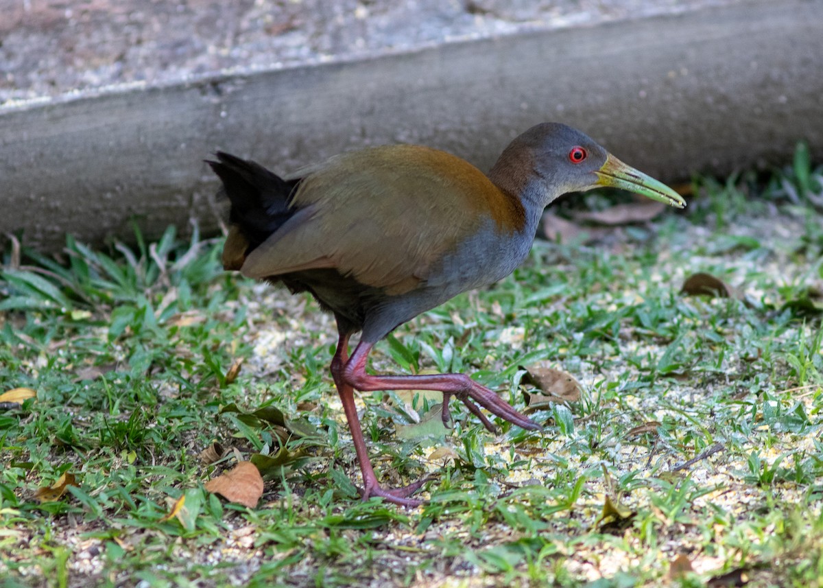 Slaty-breasted Wood-Rail - ML620497688