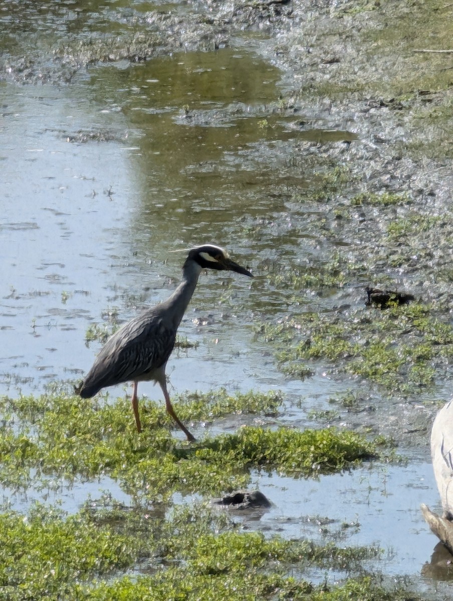 Yellow-crowned Night Heron - ML620497699