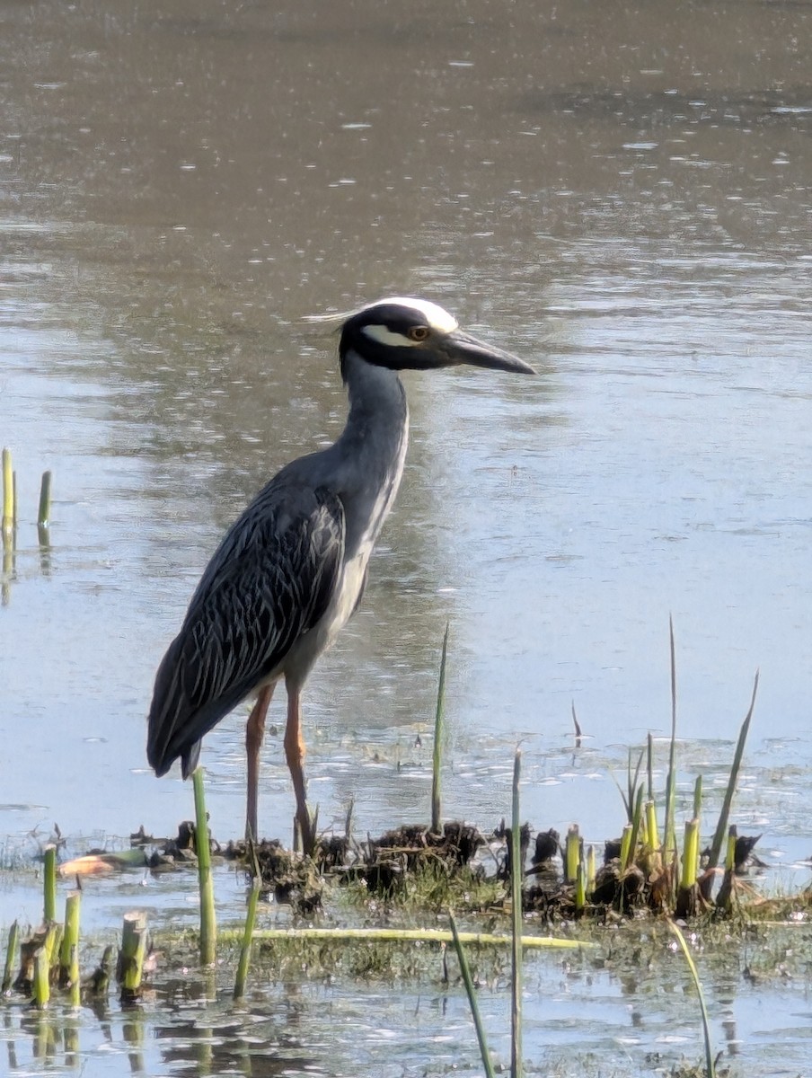 Yellow-crowned Night Heron - Somar Bhangay