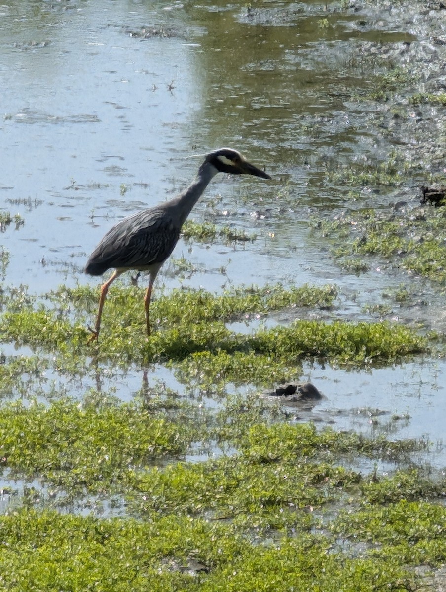 Yellow-crowned Night Heron - Somar Bhangay