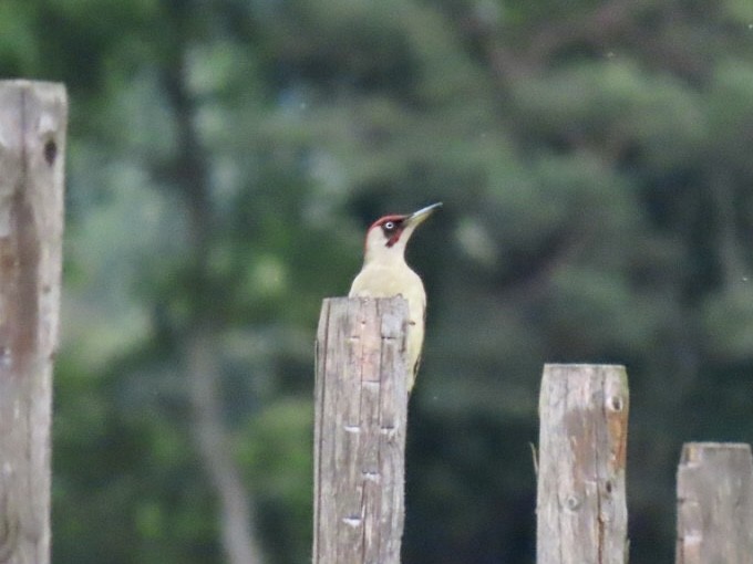 Eurasian Green Woodpecker - ML620497708