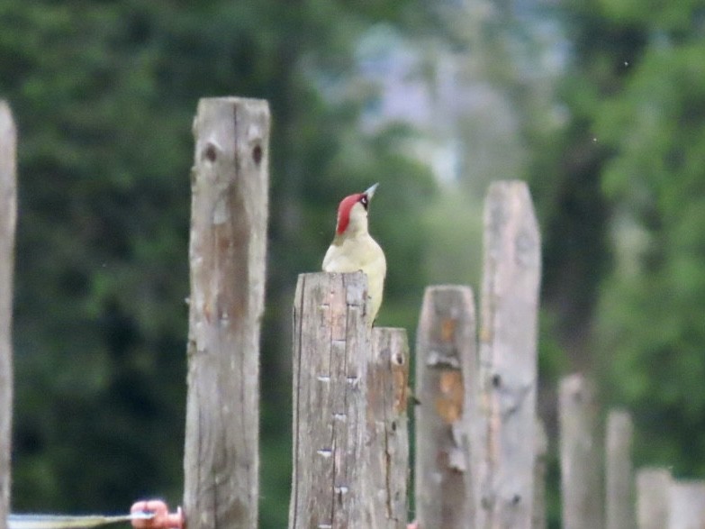 Eurasian Green Woodpecker - ML620497709