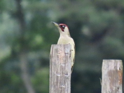 Eurasian Green Woodpecker - ML620497710