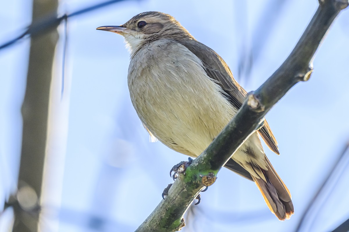 Rufous Hornero - Amed Hernández