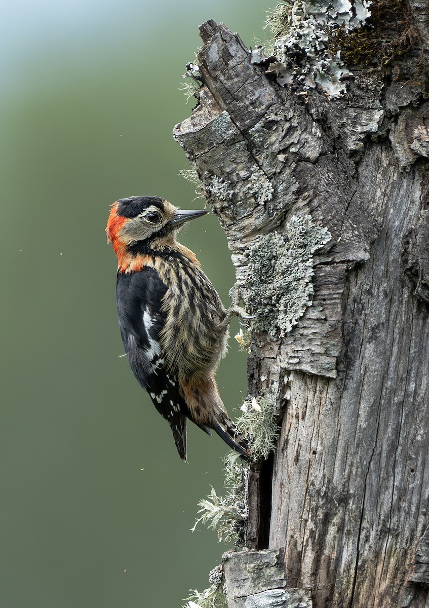 Crimson-naped Woodpecker - ML620497716