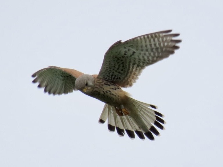 Eurasian Kestrel - ML620497719