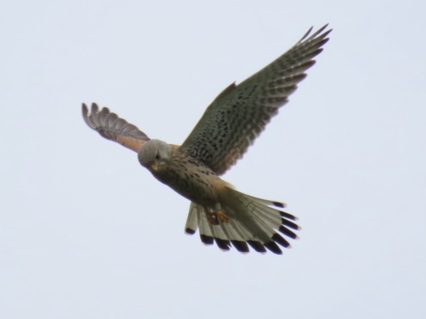 Eurasian Kestrel - ML620497720