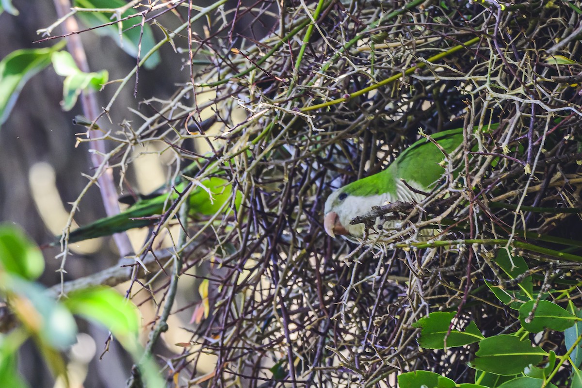 Monk Parakeet - ML620497722