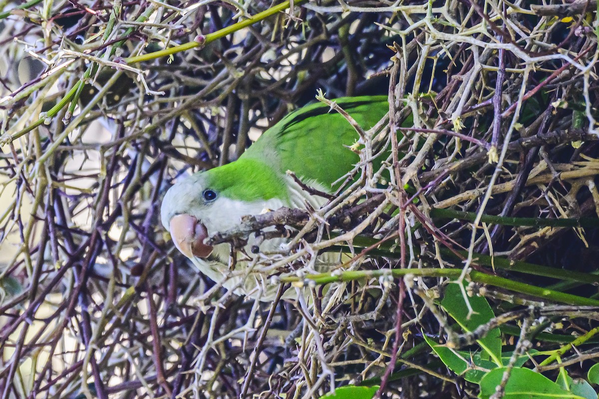 Monk Parakeet - ML620497723