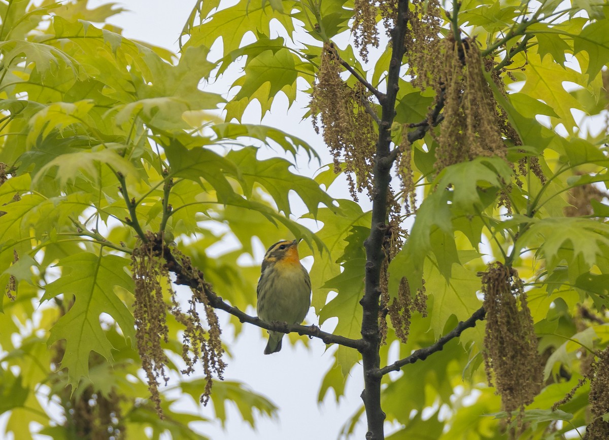 Blackburnian Warbler - ML620497728