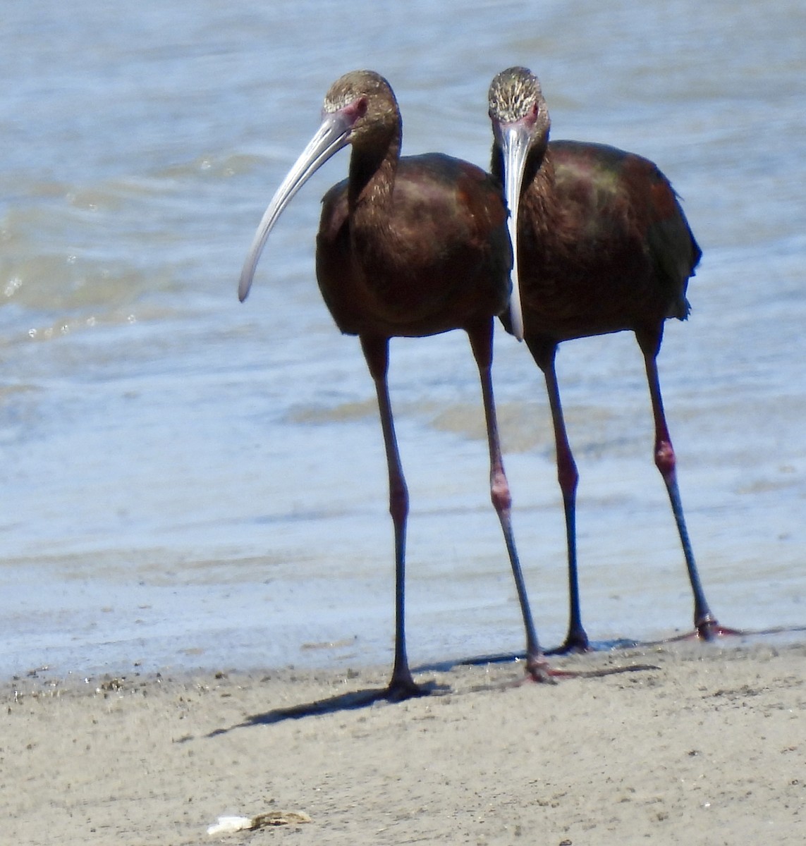 White-faced Ibis - Christopher Daniels