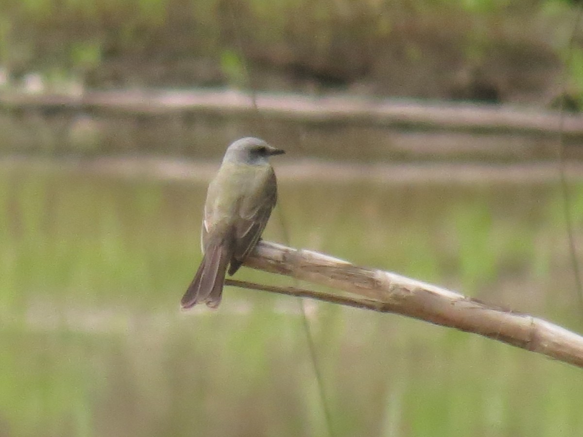 Tropical Kingbird - ML620497730