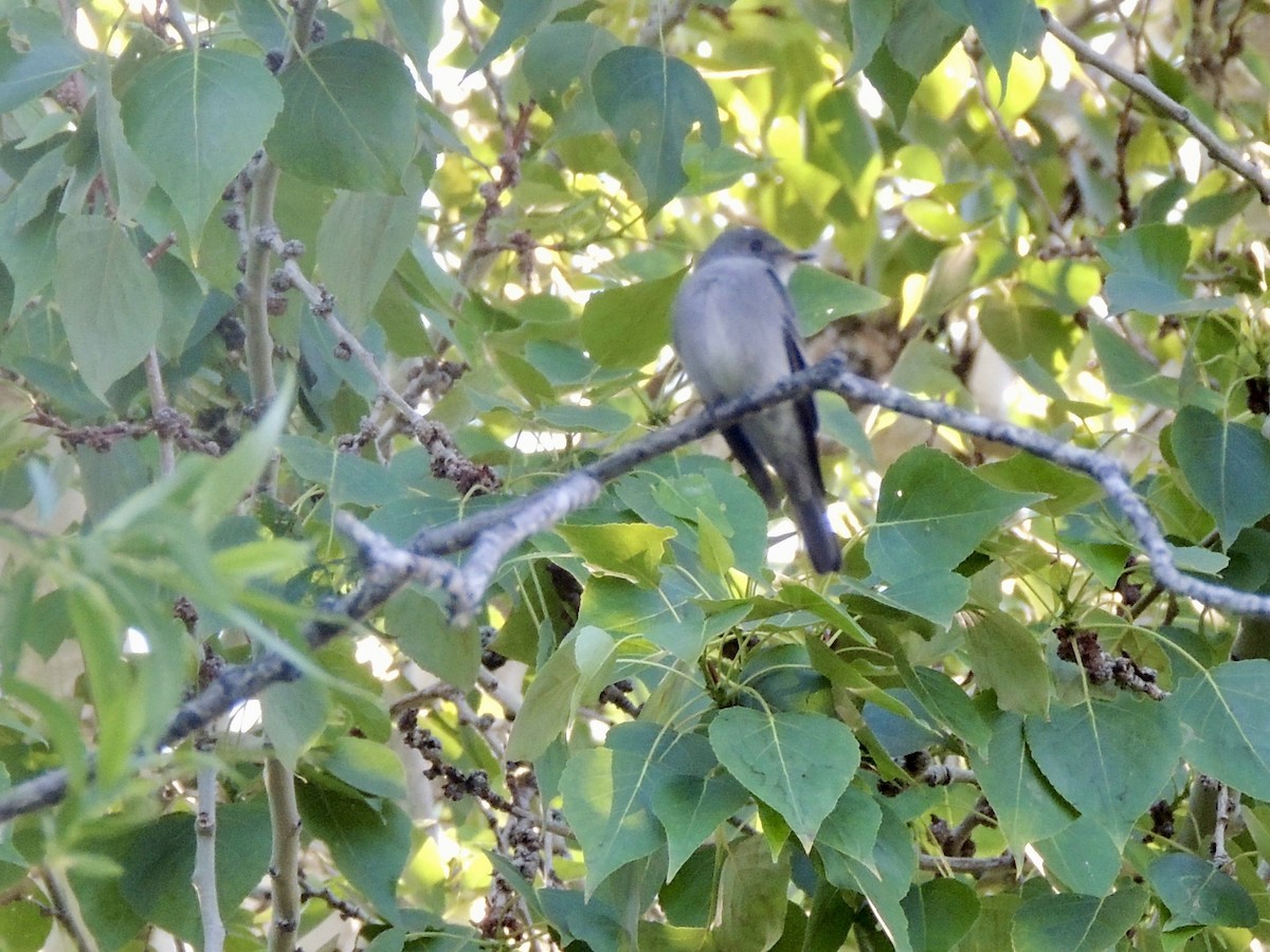 Western Wood-Pewee - ML620497732