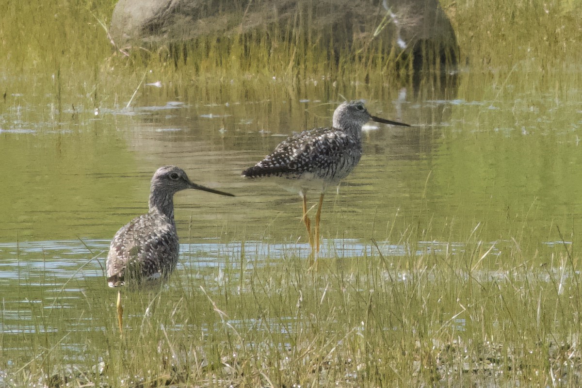 Greater Yellowlegs - ML620497735