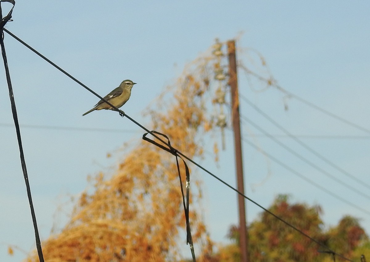 Cinereous Conebill - ML620497749