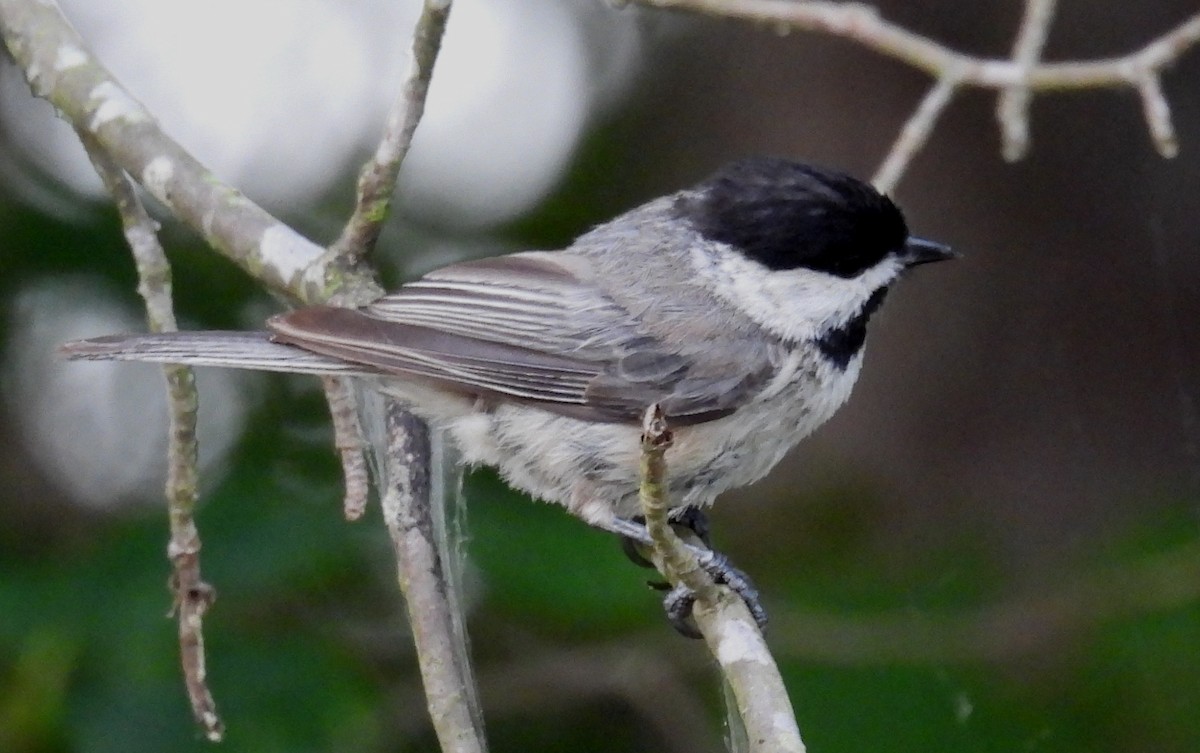 Carolina Chickadee - ML620497753