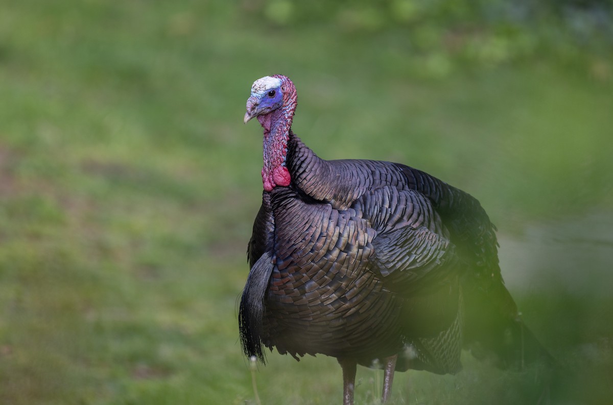 Wild Turkey - ML620497756