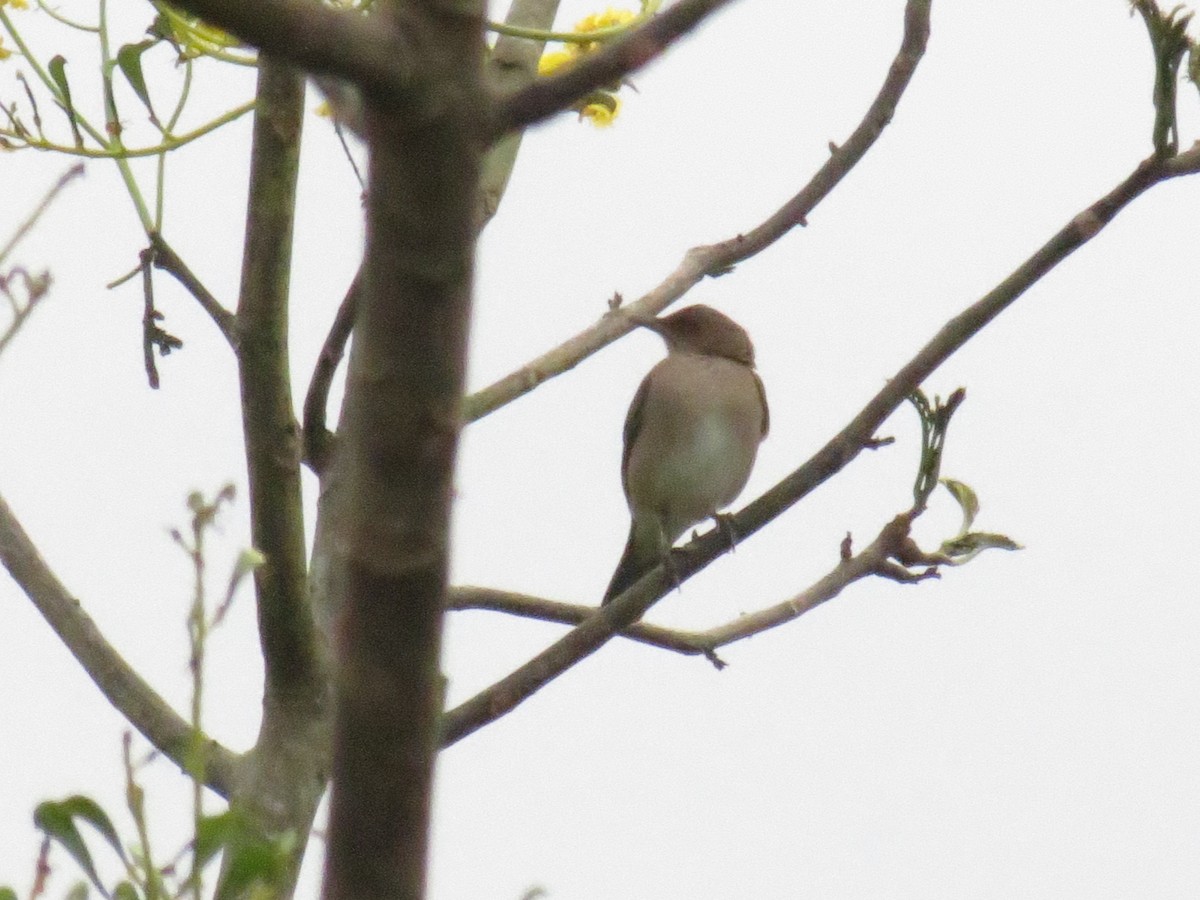 Black-billed Thrush - ML620497757