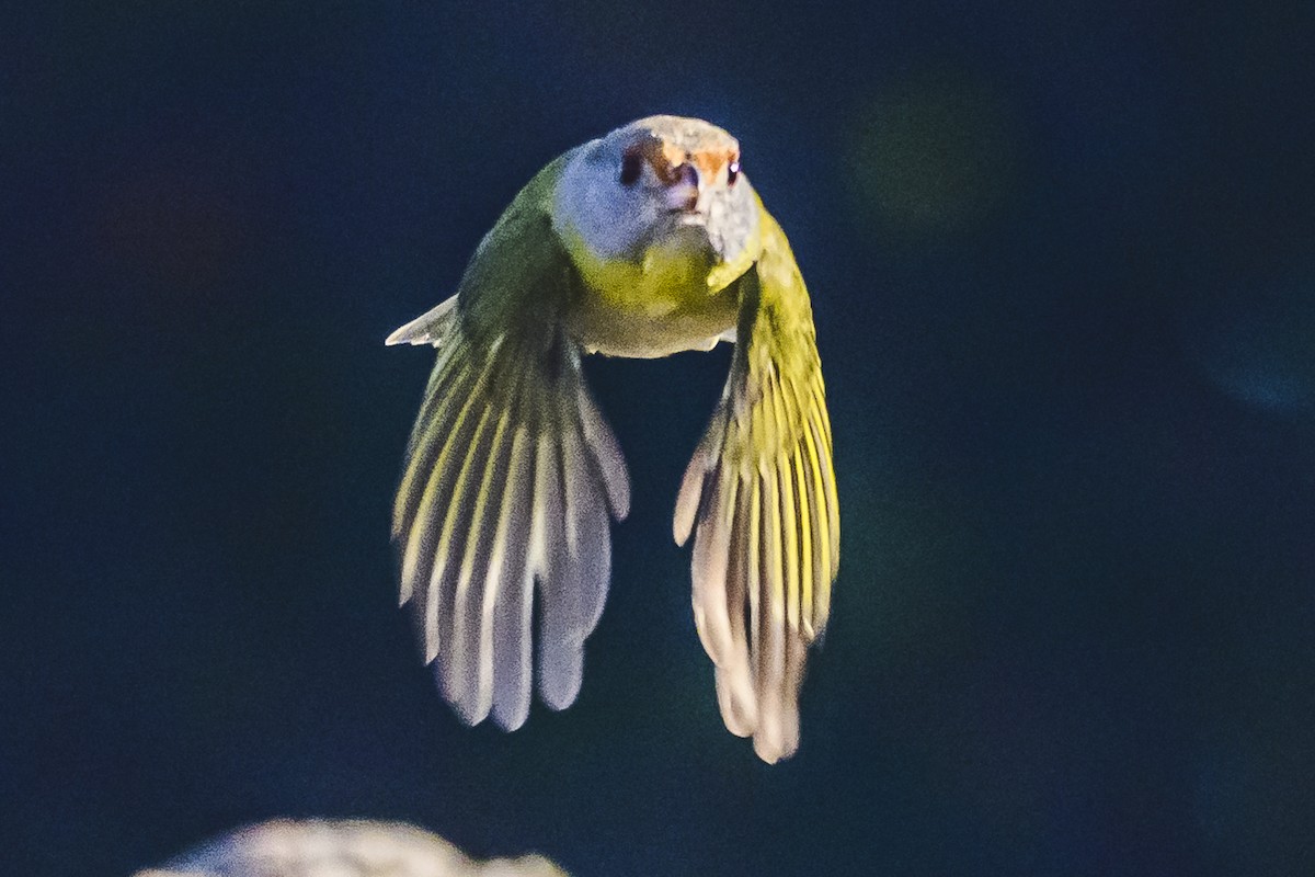 Rufous-browed Peppershrike - ML620497759