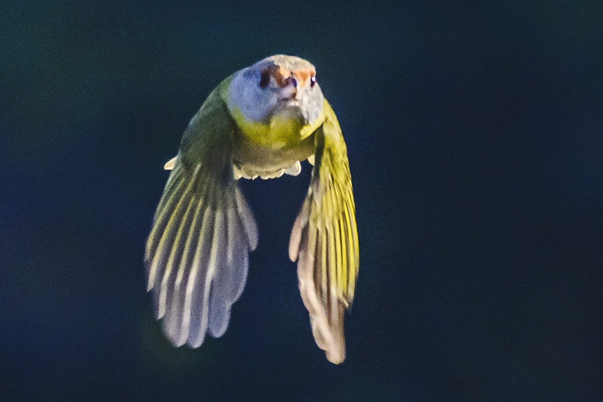 Rufous-browed Peppershrike - ML620497760