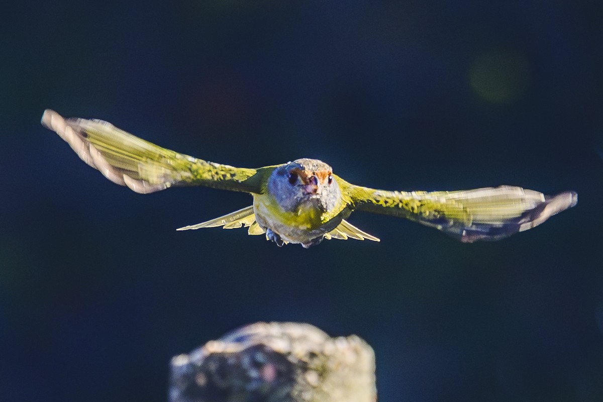 Rufous-browed Peppershrike - Amed Hernández